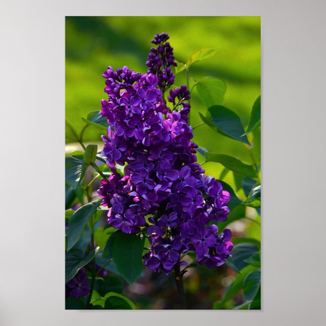 Purple French Lilac Poster (Front)