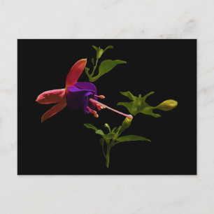Purple Fuchsia Flower Postcard