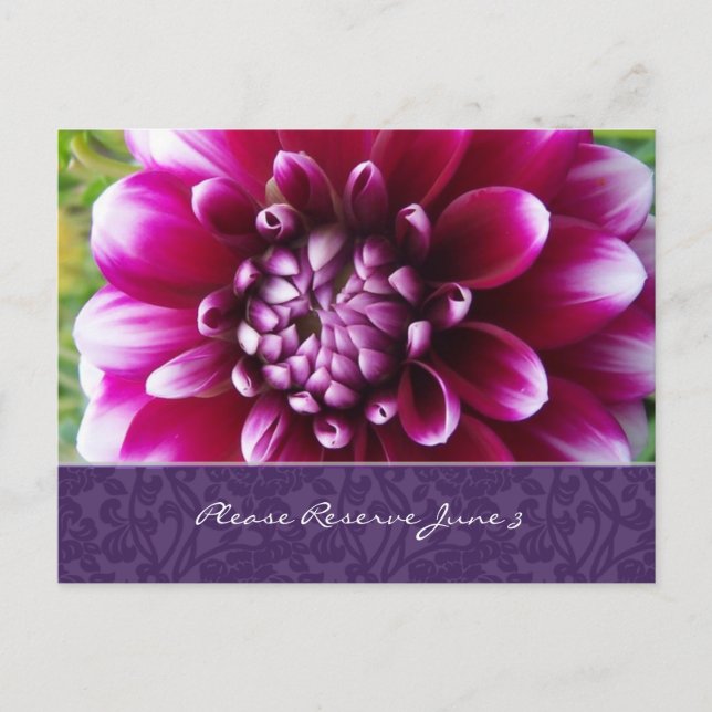 Purple Fuschia Dahlia Save the Date Announcement Postcard (Front)