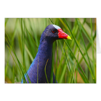 Purple Gallinule