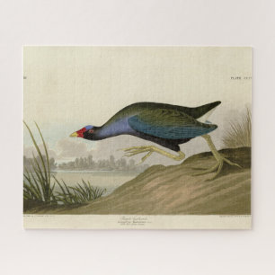 Purple Gallinule from Audubon's Birds of America Jigsaw Puzzle