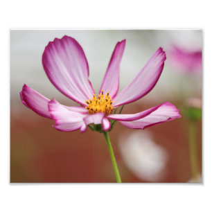Purple Garden Cosmo Flower Close-up Photo Print