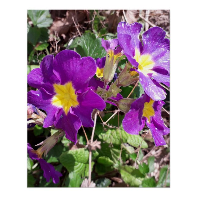Purple garden flowers poster (Front)