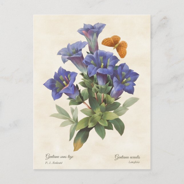 Purple Gentian Vintage Botanical Illustration Postcard (Front)