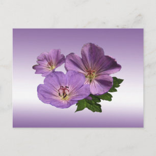 Purple Geranium Flowers Postcard