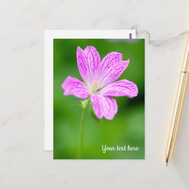 Purple Geranium Postcard (Front/Back In Situ)