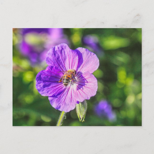 Purple Geranium with Honey Bee Postcard (Front)