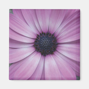 Purple Gerbera Daisy Flower Fridge Magnet Sqaure