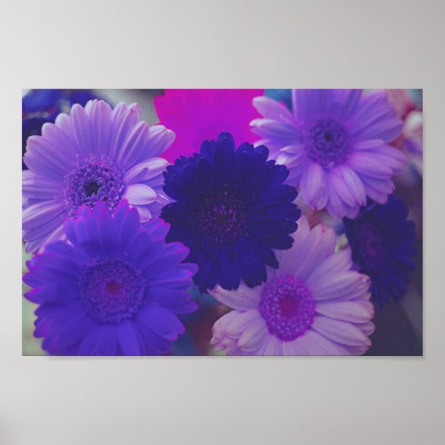 Purple Gerbera Daisy Flowers Wall Art Print Poster (Front)