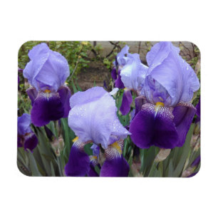 Purple German Irises Magnet
