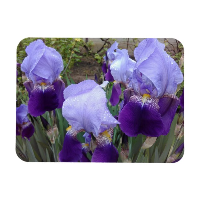 Purple German Irises Magnet (Horizontal)