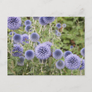 Purple Globe Thistles in a Swiss Garden Postcard