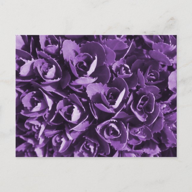 Purple Glory Postcard (Front)