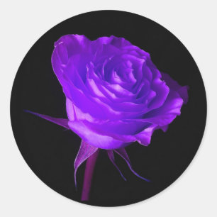 "Purple Glow" Rose Classic Round Sticker