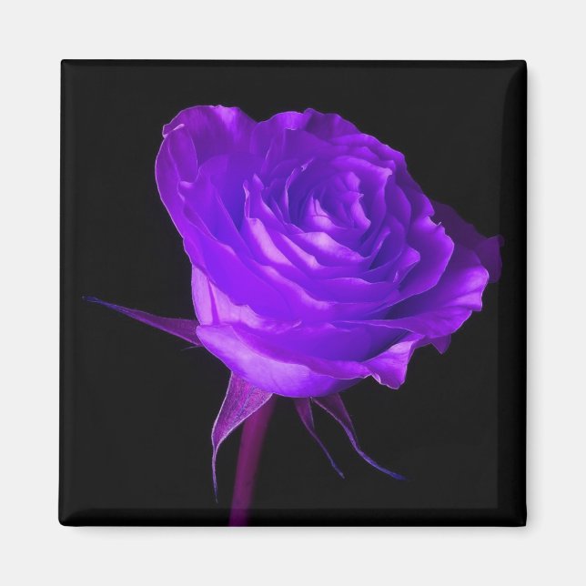 "Purple Glow" Rose Magnet (Front)