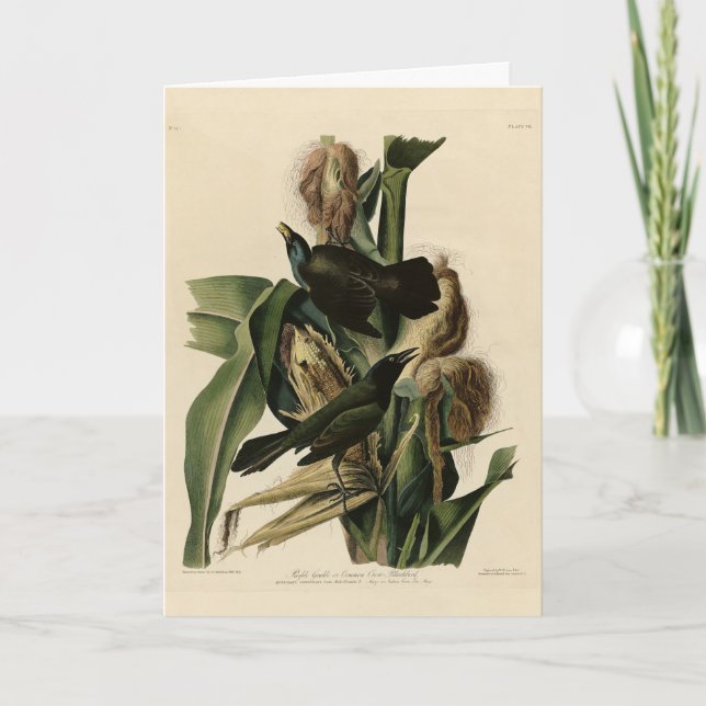 Purple Grakle (Grackle) Audubon's Birds of America Card (Front)