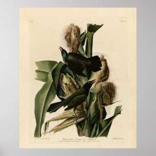 Purple Grakle (Grackle) Audubon's Birds of America Poster