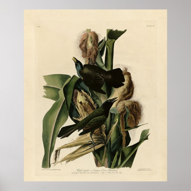 Purple Grakle (Grackle) Audubon's Birds of America Poster (Front)