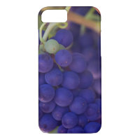 Purple Grape Bunches On The Vine
