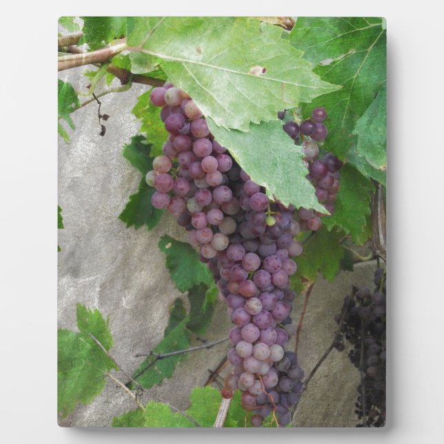 Purple Grapes on the Vine Plaque (Front)