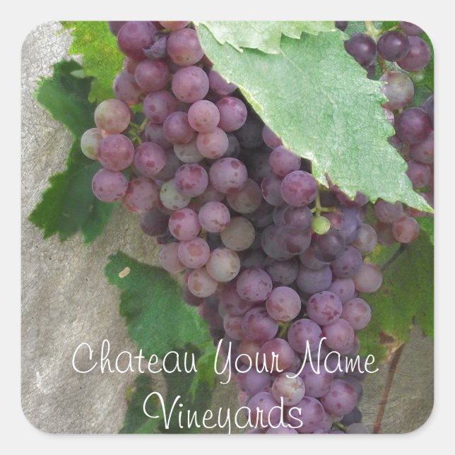 Purple Grapes on the Vine Square Sticker (Front)