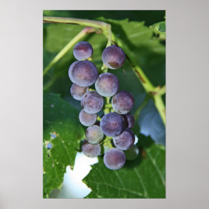 Purple Grapes Poster
