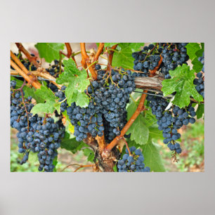 Purple grapes poster