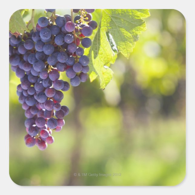 Purple grapevine square sticker (Front)