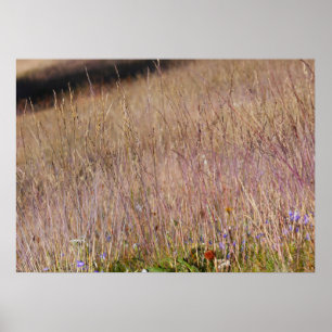 Purple Grass and Wildflowers Poster
