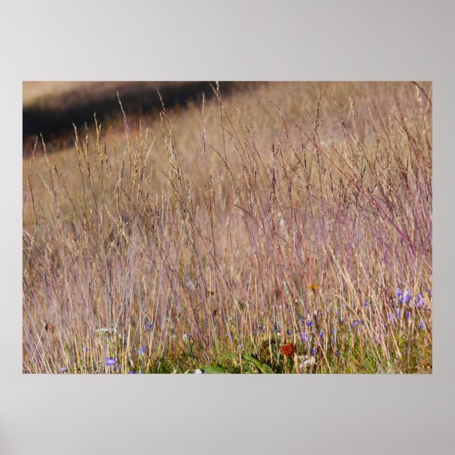 Purple Grass and Wildflowers Poster (Front)