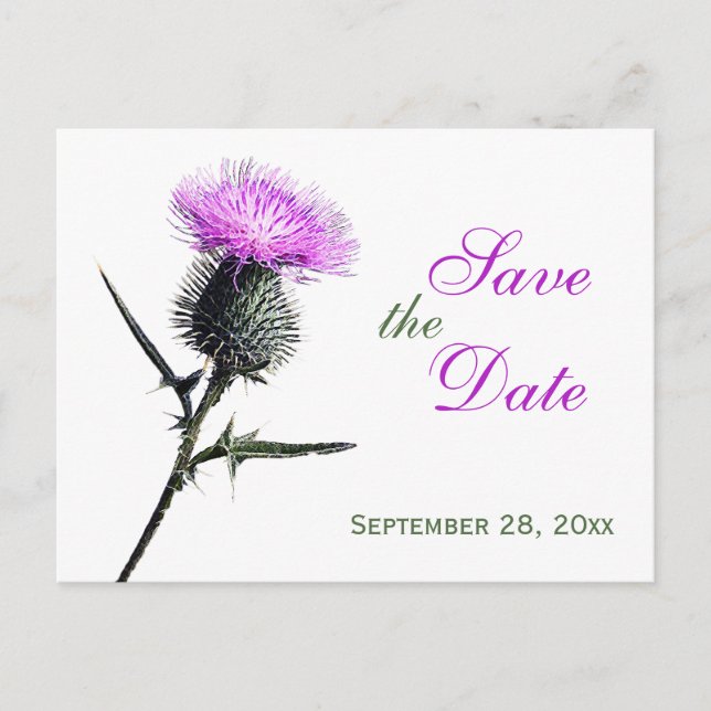 Purple Green White Thistle Save the Date Postcard (Front)