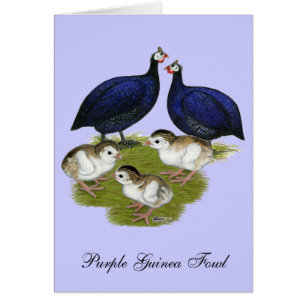 Purple Guinea Family