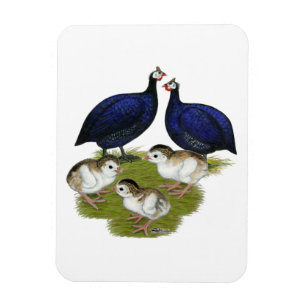 Purple Guinea Family Magnet