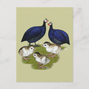 Purple Guinea Family Postcard