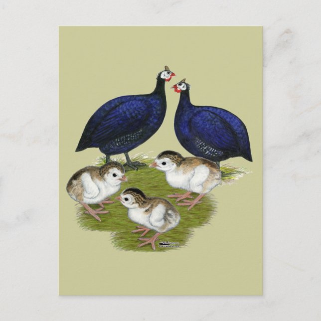 Purple Guinea Family Postcard (Front)