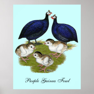 Purple Guinea Family Poster