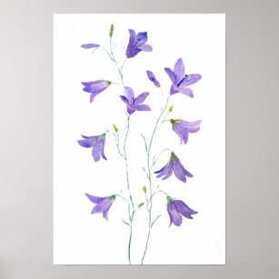 purple harebell wildflower watercolor poster