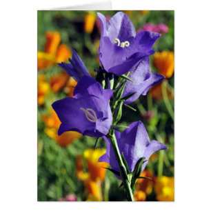 Purple Harebells and California Poppies in Alaska