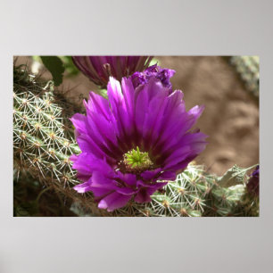 Purple Hedgehog Poster