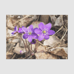 Purple Hepatica Flowers Tissue Paper
