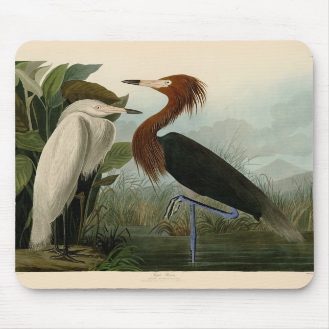 Purple Heron Audubon Bird Wildlife Painting Mouse Pad (Front)