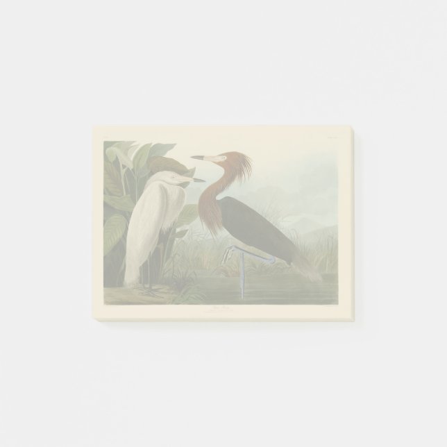 Purple Heron Audubon Bird Wildlife Painting Post-it Notes (Front)