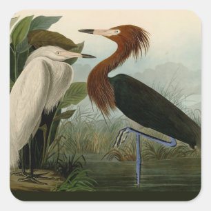 Purple Heron Audubon Bird Wildlife Painting Square Sticker