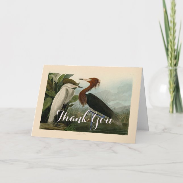 Purple Heron Audubon Bird Wildlife Painting Thank You Card (Front)