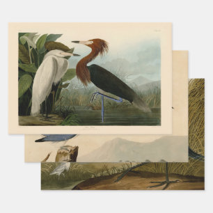 Purple Heron Audubon Bird Wildlife Painting Wrapping Paper Sheet