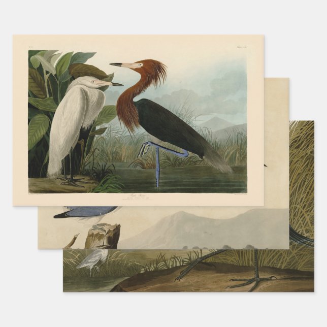 Purple Heron Audubon Bird Wildlife Painting Wrapping Paper Sheet (Set)