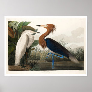 Purple Heron by Audubon Poster