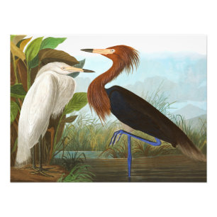 Purple Heron by John James Audubon Photo Print