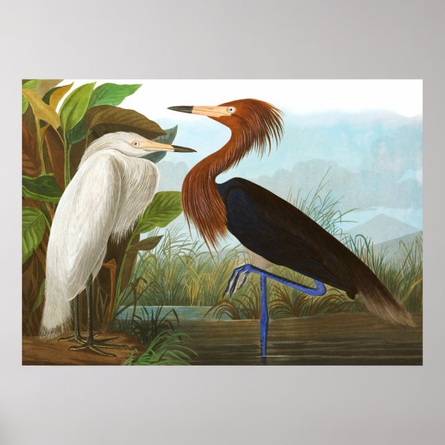 Purple Heron by John James Audubon Poster (Front)