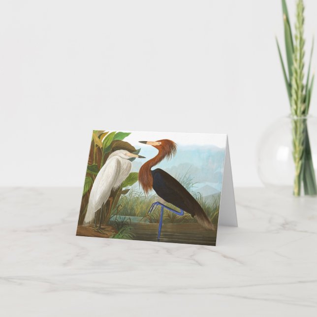 Purple Heron by John James Audubon Thank You Card (Front)